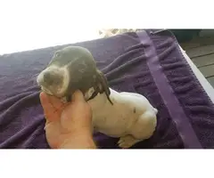 1 liver and roan AKC registered German Shorthaired Pointer puppy left - 2