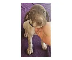 1 liver and roan AKC registered German Shorthaired Pointer puppy left - 3