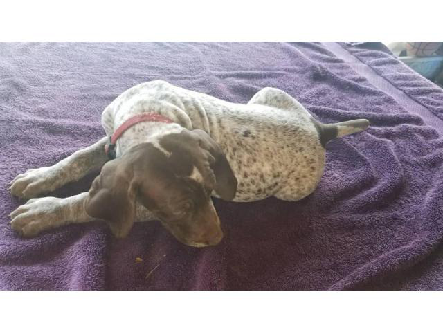 1 liver and roan AKC registered German Shorthaired Pointer ...