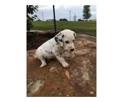 Top quality Male and Female Dalmatian  puppies(100% Purebred)