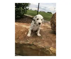 Top quality Male and Female Dalmatian  puppies(100% Purebred) - 3