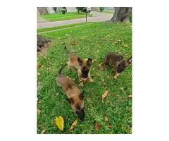 One female and three males adorable Belgian Malinois puppies for sale