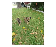 One female and three males adorable Belgian Malinois puppies for sale - 2