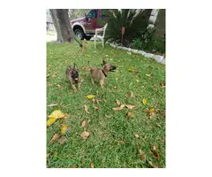 One female and three males adorable Belgian Malinois puppies for sale - 3
