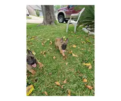 One female and three males adorable Belgian Malinois puppies for sale - 4