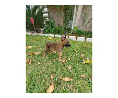 One female and three males adorable Belgian Malinois puppies for sale - 5