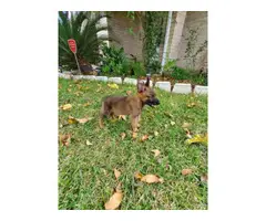 One female and three males adorable Belgian Malinois puppies for sale - 7