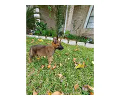 One female and three males adorable Belgian Malinois puppies for sale - 8
