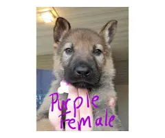 4 female AKC german shepherd puppies - 3