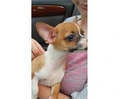 4 months old Potty trained Apple-head Chihuahua puppy - 1