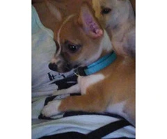 4 months old Potty trained Apple-head Chihuahua puppy - 2