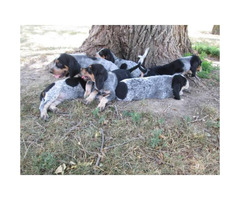 UKC Registered Bluetick Coonhound puppies Adoption fee in ...