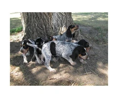 UKC Registered Bluetick Coonhound puppies Adoption fee