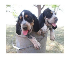 UKC Registered Bluetick Coonhound puppies Adoption fee