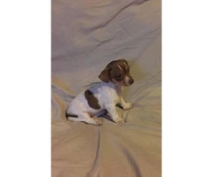 Chi-Weenie Puppy for sale 8 weeks old