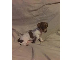 Chi-Weenie Puppy for sale 8 weeks old - 2