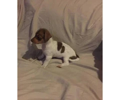 Chi-Weenie Puppy for sale 8 weeks old - 4