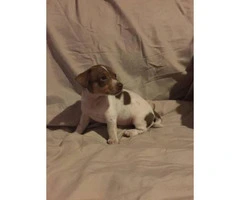Chi-Weenie Puppy for sale 8 weeks old - 5