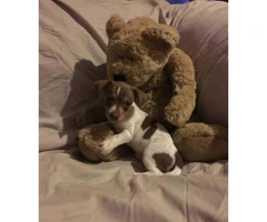 Chi-Weenie Puppy for sale 8 weeks old - 6