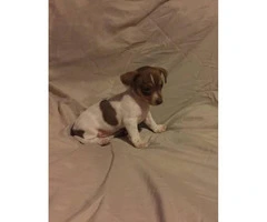 Chi-Weenie Puppy for sale 8 weeks old - 7