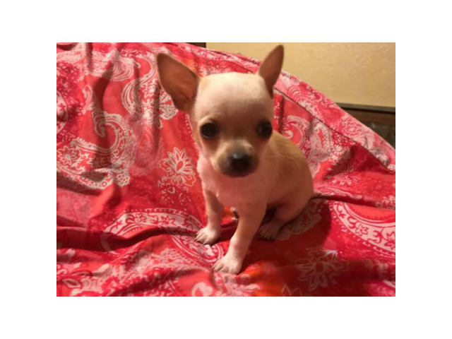 Male Teacup Chihuahua Puppy in Abilene, Texas Puppies