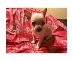 Male Teacup Chihuahua Puppy