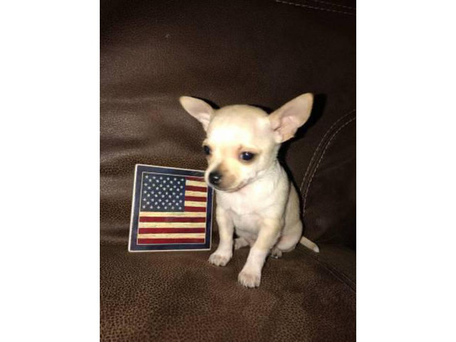 Male Teacup Chihuahua Puppy in Abilene, Texas Puppies