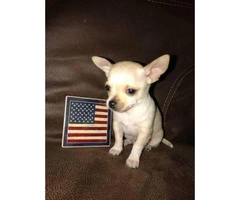 Male Teacup Chihuahua Puppy