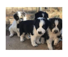 Border Collie Puppy -  Dad and mom on site!