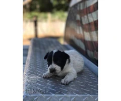 Border Collie Puppy -  Dad and mom on site! - 6
