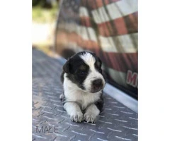 Border Collie Puppy -  Dad and mom on site! - 7