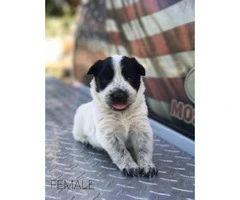 Border Collie Puppy -  Dad and mom on site! - 8