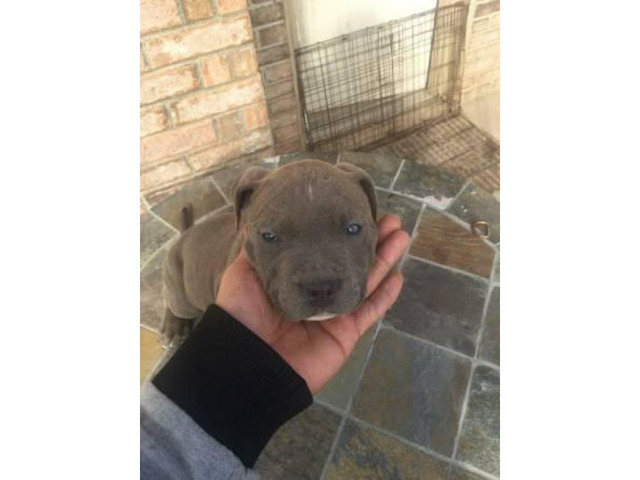 55+ Pocket Bully Puppies For Sale