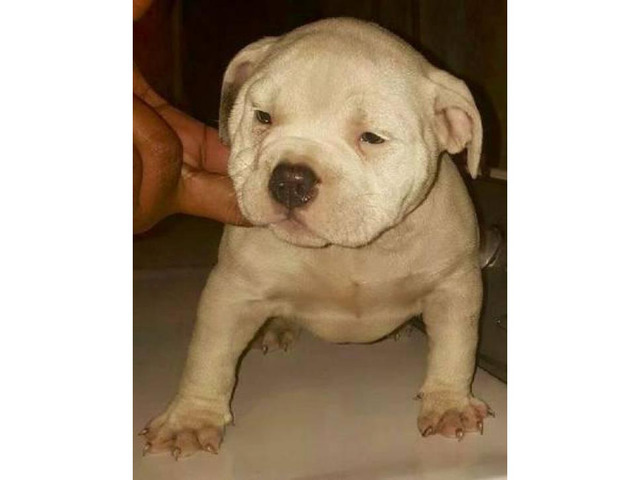 26 Top Pictures Pocket Bully Puppy : Pocket Bully | Puppy love, Pocket bully, Puppies