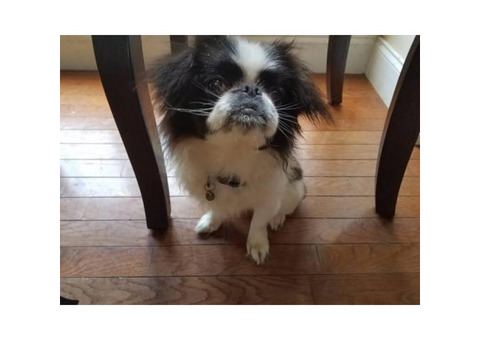 white japanese chin puppies for sale in Yorkville ...