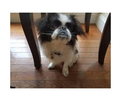 Purebred Japanese Chin puppy registered with paper work