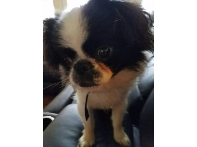 Purebred Japanese Chin puppy registered with paper work in ...