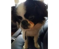 Purebred Japanese Chin puppy registered with paper work