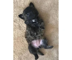 4 loveable cairn terrier puppies: 2 brown 2 black