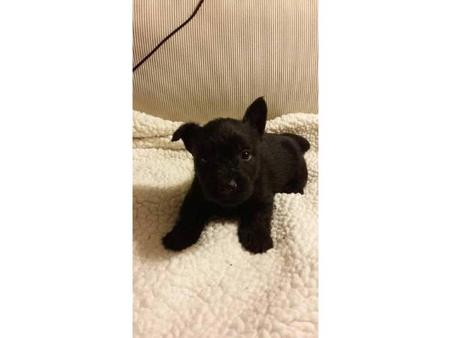 New litter of AKC Scottish Terrier puppies in Boise, Idaho