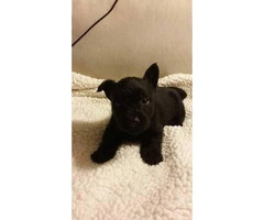New litter of AKC Scottish Terrier puppies - 2