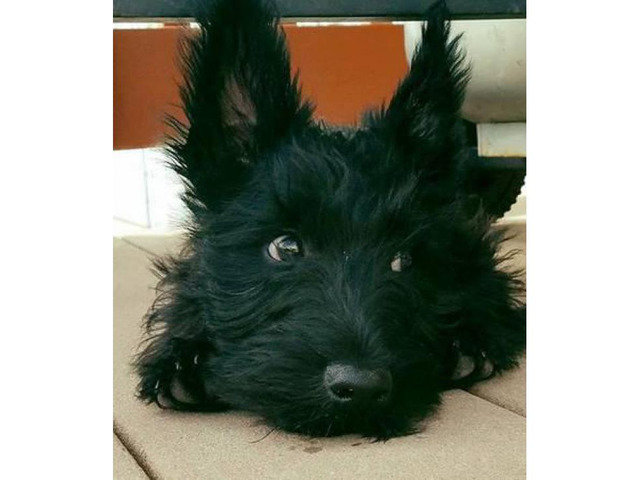 New litter of AKC Scottish Terrier puppies in Boise, Idaho