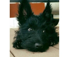 New litter of AKC Scottish Terrier puppies - 3