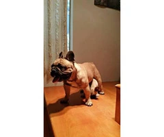 2 male french bulldogs 3 months old - 3