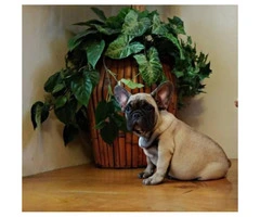 2 male french bulldogs 3 months old - 5
