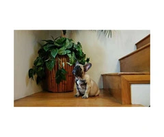 2 male french bulldogs 3 months old - 7