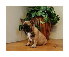 2 male french bulldogs 3 months old - 9