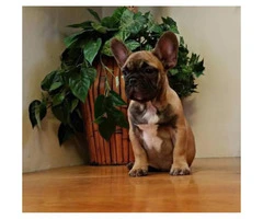2 male french bulldogs 3 months old - 10