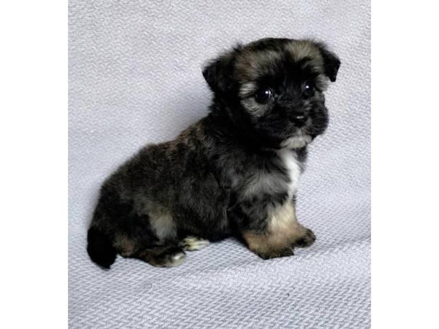 Teacup Maltese yorkie mixed morkie hypoallergenic puppies ...