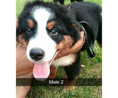 8 weeks old Bernese Mountain Pups - have had first shots and wormed - 7